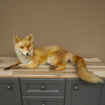 Fuchs Rotfuchs liegend Präparat Tierpräparat Tiertrophäe Länge 82 cm 89.8.191