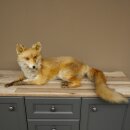 Renard roux assis sur un socle décoratif...