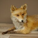 Renard roux assis sur un socle décoratif...
