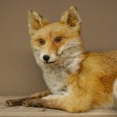 Fuchs Rotfuchs liegend Präparat Tierpräparat Tiertrophäe Länge 82 cm 89.8.191