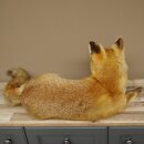 Fuchs Rotfuchs liegend Präparat Tierpräparat Tiertrophäe Länge 82 cm 89.8.191