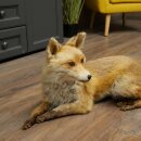 Fuchs Rotfuchs liegend Präparat Tierpräparat Tiertrophäe Länge 82 cm 89.8.191