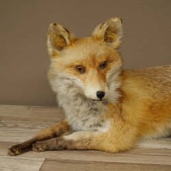 Fuchs Rotfuchs liegend Präparat Tierpräparat Tiertrophäe Länge 82 cm 89.8.191