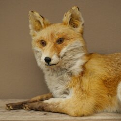 Fuchs Rotfuchs liegend Präparat Tierpräparat Tiertrophäe Länge 82 cm 89.8.191
