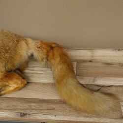 Fuchs Rotfuchs liegend Präparat Tierpräparat Tiertrophäe Länge 82 cm 89.8.191
