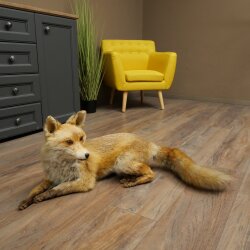Fuchs Rotfuchs liegend Präparat Tierpräparat Tiertrophäe Länge 82 cm 89.8.191