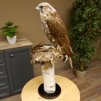 Faucon gerfaut avec une gélinotte des bois comme proie - Faucon empaillé - Taxidermie - Autorisation de vente