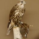 Faucon gerfaut avec une gélinotte des bois comme proie - Faucon empaillé - Taxidermie - Autorisation de vente