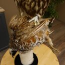 Faucon gerfaut avec une gélinotte des bois comme proie - Faucon empaillé - Taxidermie - Autorisation de vente