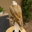 Faucon gerfaut avec une gélinotte des bois comme proie - Faucon empaillé - Taxidermie - Autorisation de vente