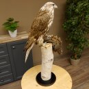 Faucon gerfaut avec une gélinotte des bois comme proie - Faucon empaillé - Taxidermie - Autorisation de vente