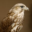 Faucon gerfaut avec une gélinotte des bois comme proie - Faucon empaillé - Taxidermie - Autorisation de vente