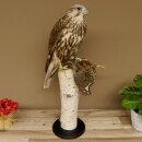 Faucon gerfaut avec une gélinotte des bois comme proie - Faucon empaillé - Taxidermie - Autorisation de vente