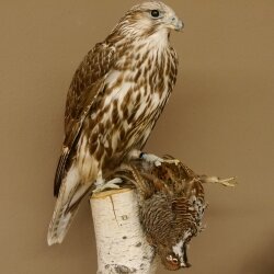 Faucon gerfaut avec une gélinotte des bois comme proie - Faucon empaillé - Taxidermie - Autorisation de vente