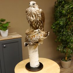Faucon gerfaut avec une gélinotte des bois comme proie - Faucon empaillé - Taxidermie - Autorisation de vente