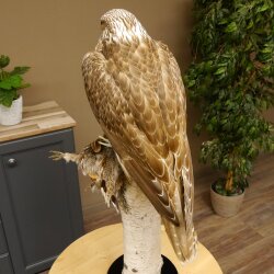 Faucon gerfaut avec une gélinotte des bois comme proie - Faucon empaillé - Taxidermie - Autorisation de vente