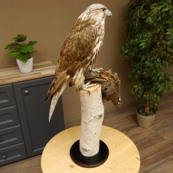 Faucon gerfaut avec une gélinotte des bois comme proie - Faucon empaillé - Taxidermie - Autorisation de vente