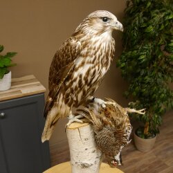 Faucon gerfaut avec une gélinotte des bois comme proie - Faucon empaillé - Taxidermie - Autorisation de vente