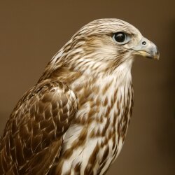 Faucon gerfaut avec une gélinotte des bois comme proie - Faucon empaillé - Taxidermie - Autorisation de vente