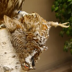 Faucon gerfaut avec une gélinotte des bois comme proie - Faucon empaillé - Taxidermie - Autorisation de vente
