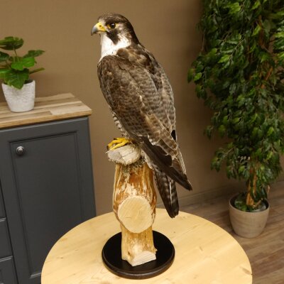 Male peregrine falcon specimen on pedestal, approved for sale