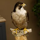 Male peregrine falcon specimen on pedestal, approved for sale