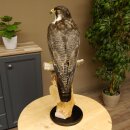 Male peregrine falcon specimen on pedestal, approved for sale