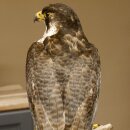 Male peregrine falcon specimen on pedestal, approved for sale