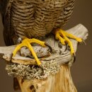 Male peregrine falcon specimen on pedestal, approved for sale