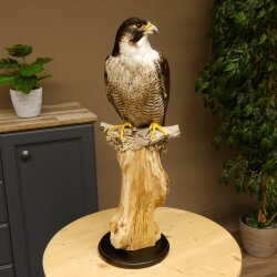 Male peregrine falcon specimen on pedestal, approved for sale