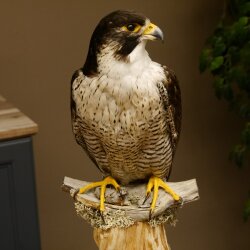 Male peregrine falcon specimen on pedestal, approved for sale