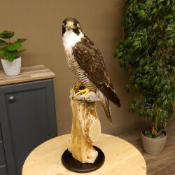 Male peregrine falcon specimen on pedestal, approved for sale