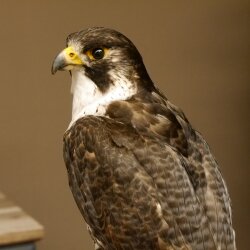 Male peregrine falcon specimen on pedestal, approved for sale