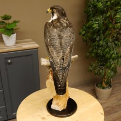 Male peregrine falcon specimen on pedestal, approved for sale