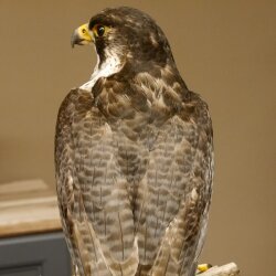 Male peregrine falcon specimen on pedestal, approved for sale