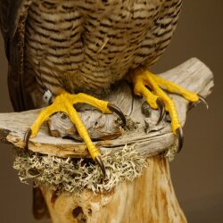 Male peregrine falcon specimen on pedestal, approved for sale