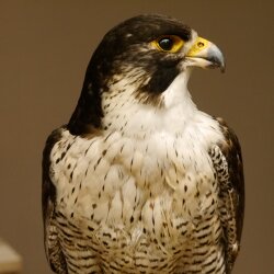 Male peregrine falcon specimen on pedestal, approved for sale