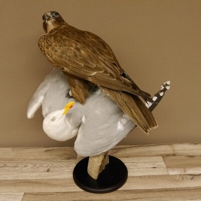 Halcón gerifalte con una perdiz de los matorrales como presa. Espécimen disecado. Halcón disecado. Taxidermia. Con permiso para la venta.