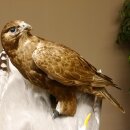 Halcón gerifalte con una perdiz de los matorrales como presa. Espécimen disecado. Halcón disecado. Taxidermia. Con permiso para la venta.