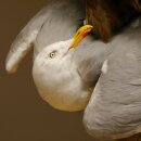 Halcón gerifalte con una perdiz de los matorrales como presa. Espécimen disecado. Halcón disecado. Taxidermia. Con permiso para la venta.