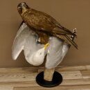 Halcón gerifalte con una perdiz de los matorrales como presa. Espécimen disecado. Halcón disecado. Taxidermia. Con permiso para la venta.