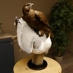 Halcón gerifalte con una perdiz de los matorrales como presa. Espécimen disecado. Halcón disecado. Taxidermia. Con permiso para la venta.