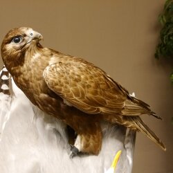 Halcón gerifalte con una perdiz de los matorrales como presa. Espécimen disecado. Halcón disecado. Taxidermia. Con permiso para la venta.