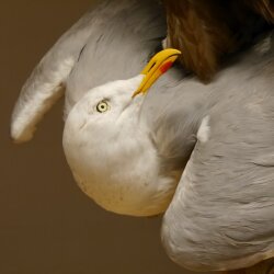 Halcón gerifalte con una perdiz de los matorrales como presa. Espécimen disecado. Halcón disecado. Taxidermia. Con permiso para la venta.