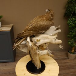 Halcón gerifalte con una perdiz de los matorrales como presa. Espécimen disecado. Halcón disecado. Taxidermia. Con permiso para la venta.