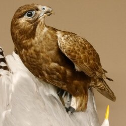 Halcón gerifalte con una perdiz de los matorrales como presa. Espécimen disecado. Halcón disecado. Taxidermia. Con permiso para la venta.