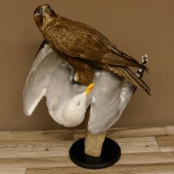Halcón gerifalte con una perdiz de los matorrales como presa. Espécimen disecado. Halcón disecado. Taxidermia. Con permiso para la venta.