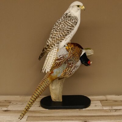 Gyrfalcon with a hazel grouse as a taxidermy specimen; falcon taxidermy specimen; taxidermy with a permit for sale