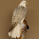 Gyrfalcon with a hazel grouse as a taxidermy specimen; falcon taxidermy specimen; taxidermy with a permit for sale