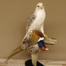 Gyrfalcon with a hazel grouse as a taxidermy specimen; falcon taxidermy specimen; taxidermy with a permit for sale